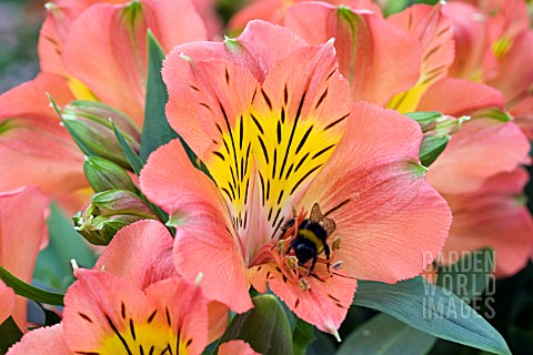 ALSTROEMERIA_PRINCESS_ISABELLA_WITH_BUMBLE_BEE