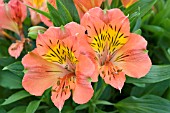 ALSTROEMERIA PRINCESS ISABELLA