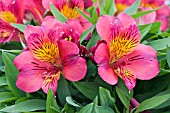 ALSTROEMERIA PRINCESS OXANA