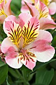 ALSTROEMERIA PRINCESS PAOLA