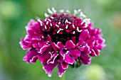 SCABIOSA BAROCCA