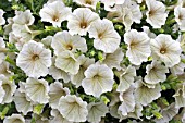 PETUNIA SURFINIA VICTORIAN CREAM