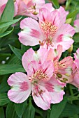 ALSTROEMERIA PRINCESS THERESA