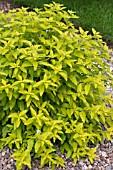 CARYOPTERIS SUMMER GOLD