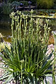 ERYNGIUM AGAVIIFOLIUM IN FLOWER