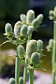 ERYNGIUM AGAVIIFOLIUM FLOWERS