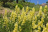 LUPINUS ARBOREUS (TREE LUPIN)