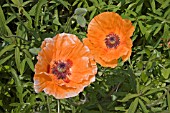 PAPAVER ORIENTALE SAFFRON