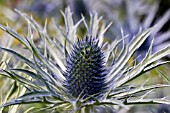 ERYNGIUM X ZABELLII