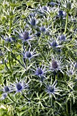 ERYNGIUM X ZABELLII