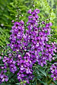 ANGELONIA ANGELMIST DEEP PLUM IMPROVED