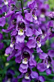 ANGELONIA ANGELMIST DEEP PLUM IMPROVED