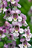 ANGELONIA ANGELMIST LIGHT PINK