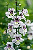 ANGELONIA ANGELMIST LAVENDER STRIPE