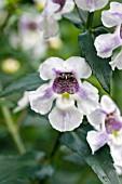 ANGELONIA ANGELMIST LAVENDER STRIPE