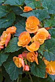 BEGONIA JOLLY APRICOT