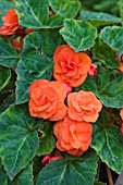 BEGONIA JOLLY RED