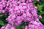 PHLOX LILAC FLAME