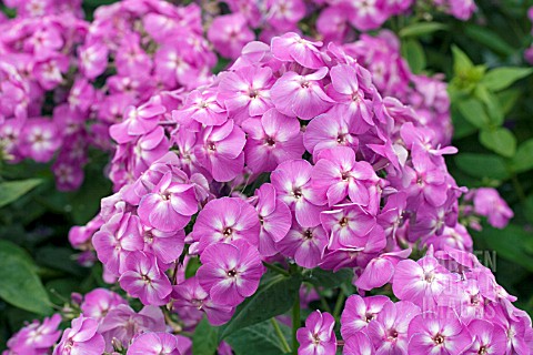 PHLOX_LILAC_FLAME