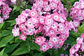 PHLOX PINK EYE FLAME