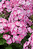 PHLOX PINK EYE FLAME