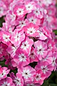 PHLOX PINK EYE FLAME