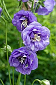 CAMPANULA PRIDE OF EXMOUTH