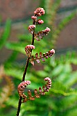 DRYOPTERIS ERYTHROSORA PROLIFICA