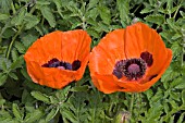 PAPAVER ORIENTALE DWARF ALLEGRO