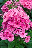 PHLOX RED EYE FLAME