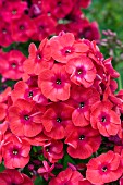 PHLOX RED FLAME