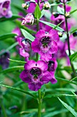 ANGELONIA SERENA DARK ROSE