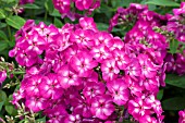 PHLOX VELVET FLAME