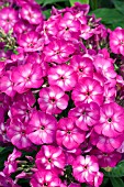 PHLOX VELVET FLAME