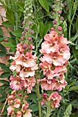 VERBASCUM PINK PETTICOATS