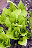 HOSTA EMERALD TIARA