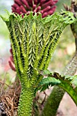 GUNNERA TINCTORIA