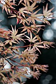 ACER PALMATUM BENI TSUKASA