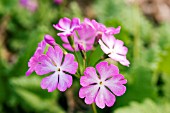 PRIMULA SEIBOLDII MIKADO