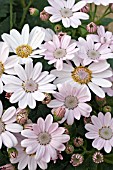 PERICALLIS (SENETTI) SOFT PINK