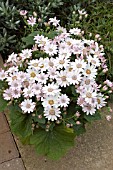 PERICALLIS (SENETTI) SOFT PINK IN PATIO TUB