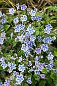 OMPHALODES STARRY EYES
