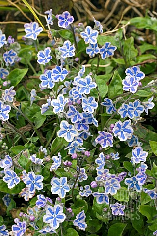 OMPHALODES_STARRY_EYES