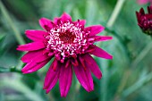 ARGYRANTHEMUM MADEIRA CRESTED VIOLET