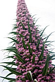 ECHIUM PINK FOUNTAIN