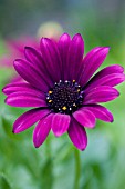 OSTEOSPERMUM SUNNY STEPHANIE