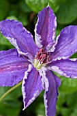 CLEMATIS ALICE FISK