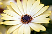 OSTEOSPERMUM BUTTERMILK