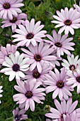 OSTEOSPERMUM CANNINGTON ROY