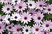 OSTEOSPERMUM CANNINGTON ROY